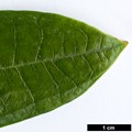 SpeciesSub: subsp. hypoglaucum